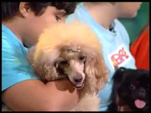 ძაღლები - Dogs - გადაცემა \'ეკოვიზია\' - 'Ecovision' TV Show